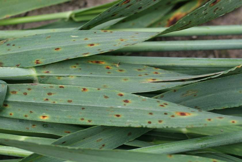 Spot Blotch - Barley
